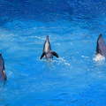 delfinek,Sea World,San Diego,USA
