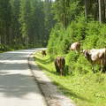 Legelésző tehenek a Triglav Nemzeti Parkban, Szlovénia