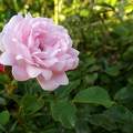 Rózsa nyár kert