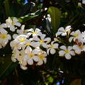 Plumeria,az igazi Hawaii-i virág,Honolulu,Usa
