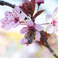 Tavaszváró (méh, tavasz, szilvafa, virág)