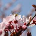 Bújócska (méh, tavasz, cseresznyefa)