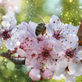Tavasz, méh, montázs, fantázia, cseresznyevirágzás