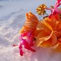 Virágok a Hóban