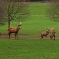 Wollaton deer park