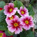 Rózsaszín Primula