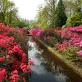 Keukenhof virágoskert, Hollandia