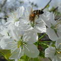 cseresznyefa virágon méhecsre