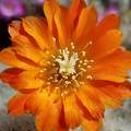 Narancssárga virágú kaktusz
