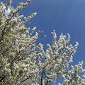 tavasz, virág, fa, magyarország