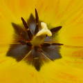 Sárga tulipán