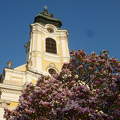A szentgotthárdi nagytemplom tornya, az előtte álló magnóliafa lombjával