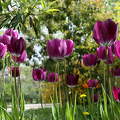Fűvészkert, tulipán