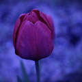 Absztrakt, tulipán, tavasz, fantázia