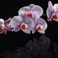 Orchidea vízcsepp montázs