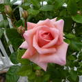 Terasz rózsa