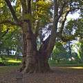 A legnagyobb platánfa a pápai Esterházy kastélyparkban. Magyarország