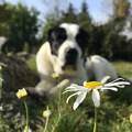 Kutya, virág