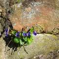 vadvirág, ibolya, szikla, tavasz, magyarország