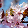 Tavasz, méh, pollen