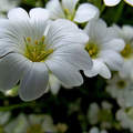 fehér virág, tavasz, magyarország
