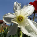 tavasz, fehér nárcisz, magyarország