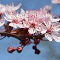 Tavasz, szilvafa virág