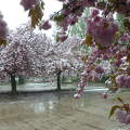 Havas virágzó fák Gödöllőn, az Egyetem parkolójában