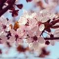 Szilvafa virága, tavasz