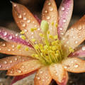 Kaktusz - Rebutia heliosa virága