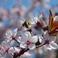 Méh, virágzás, tavasz