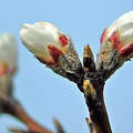 madulafa virág, tavasz, magyarország