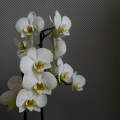 fehér orchidea, fantázia