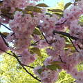 tavasz, virágzó fa, cseresznyevirág