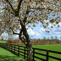 Irish National . Japanese Gardens,