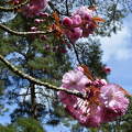 Irish National . Japanese Gardens,