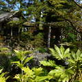 The Irish National Studs Japanese Gardens