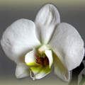 fehér orchidea, magyarország