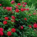 vörös kerti futórózsa, magyarország