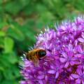 méh, rovar, virág, magyarország