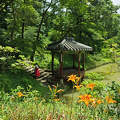 Koreai kert (Changdeokgung, Secret Garden)