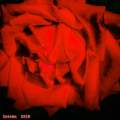 Red rose...