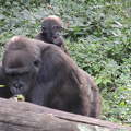 Gorilla az Állatkertben