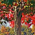 Ősz fák színkavalkád