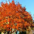 Pirosló őszi színek / Pécs