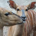 Antilopféle ( nyala) az Állatkertben