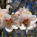 mandula fa virága, tavasz, magyarország