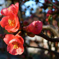 Japánbirs virága, tavasz, magyarország