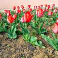 Tulipán-virágzás / Györkő Zsombor