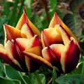 tulipánok, tavasz, magyarország